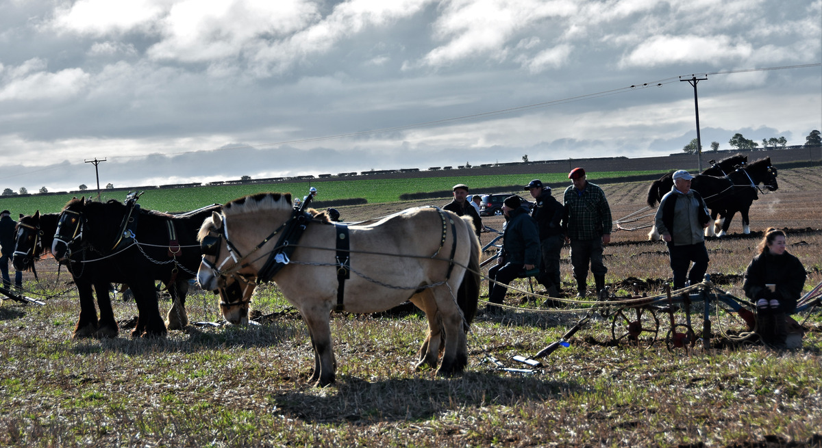 Shire horse